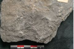 Foto (Detailansicht) von Asterophyllites longifolius Sternbg. (NHMW-GEO-2024-0188-11279)